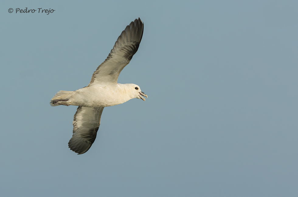 Fulmar boreal (Fulmarus glacialis)